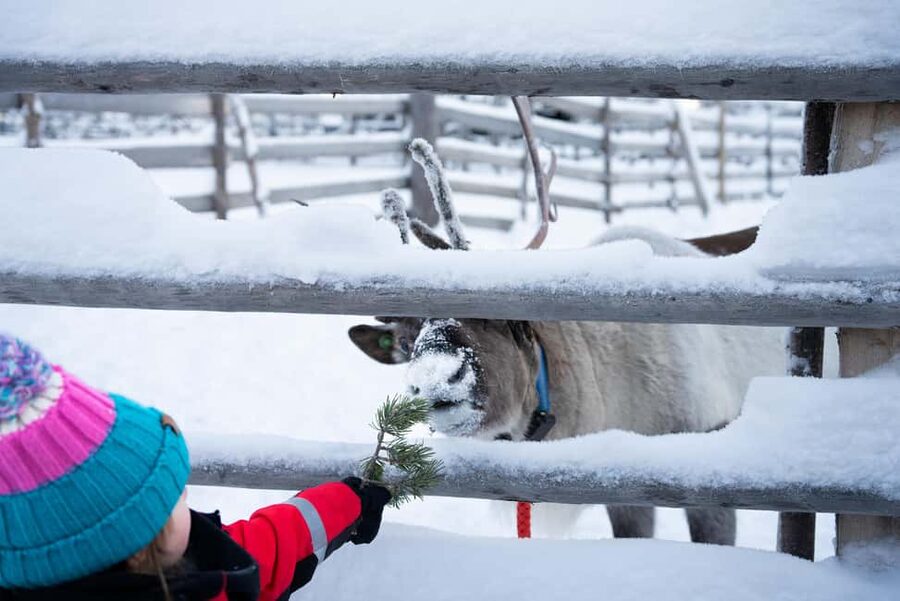 Saariselkä: Reindeer Farm Experience with Snack and Drinks - FAQ