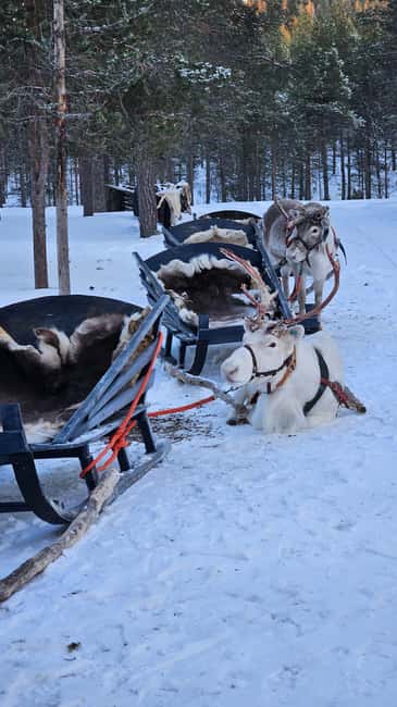 Saariselkä : Reindeer Sleigh Ride with Snacks & Hot Drink - The van ride out, then 1.5 hours of sleigh time