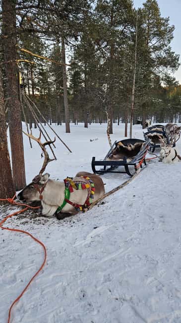 Saariselkä : Reindeer Sleigh Ride with Snacks & Hot Drink - The open fire stop: hot drinks, a snack, and a warmer kind of learning