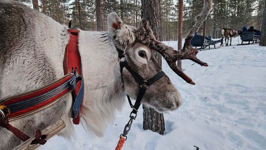 Saariselkä : Reindeer Sleigh Ride with Snacks & Hot Drink - How the 2-hour format fits real travel days