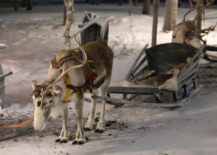 Saariselkä : Reindeer Sleigh Ride with Snacks & Hot Drink - Meeting at Lapponia Tours, Honkapolku 1
