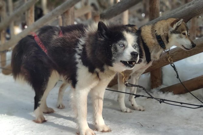 Santa Claus Village Guided Tour & Arctic Animals Adventure - Arctic Circle Husky Park: 300m walk, safety briefing, and the sled run