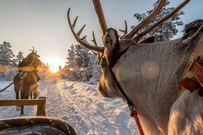 Santa Claus Village Guided Tour & Arctic Animals Adventure - Included extras that add real value: hot berry juice and a keepsake