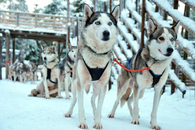 Santa Claus Village Guided Tour & Arctic Animals Adventure - Who this tour fits best