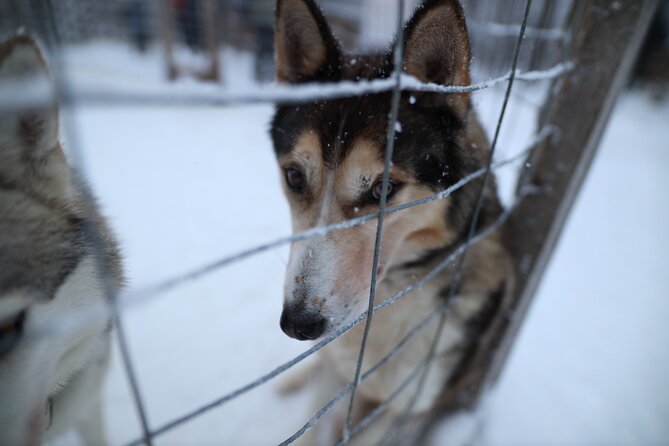 Santa Claus Village, Husky and Reindeers Combo Safari - Husky Park: Learning the Sport and Riding the Sled