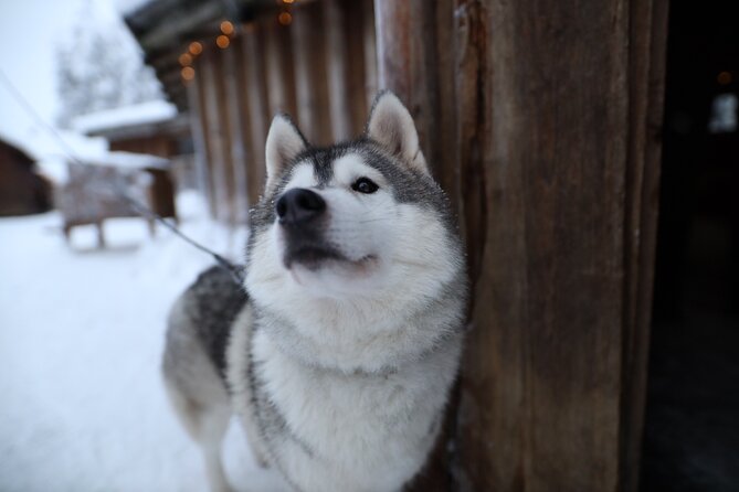 Santa Claus Village, Husky and Reindeers Combo Safari - Season Reality Check: Summer Changes the Program