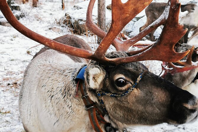 Santa's Reindeer & Husky Safari + Aurora BBQ in Rovaniemi - Huskies and Reindeer, Side by Side in Rovaniemi