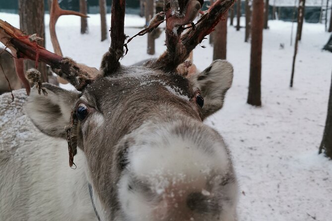 Santa's Reindeer & Husky Safari + Aurora BBQ in Rovaniemi - Morning Schedule: 9:00 am to About 12:30 pm