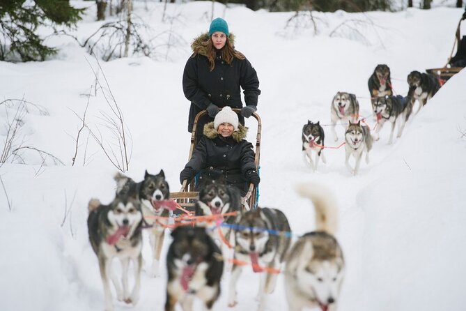 Santa's Reindeer & Husky Safari + Aurora BBQ in Rovaniemi - Why the Short Rides Still Work (Even If You Want More)