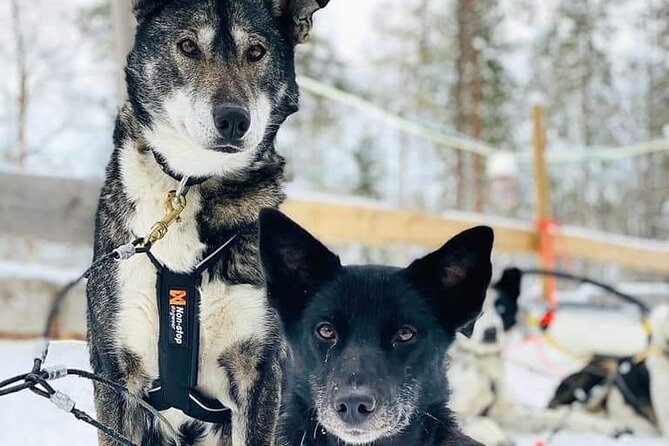 Santa's Reindeer & Husky Safari + Aurora BBQ in Rovaniemi - What the Aurora Night Feels Like, Even Without Lights