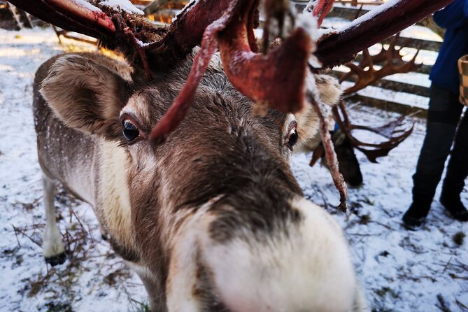 Santa's Reindeer & Husky Safari + Aurora BBQ in Rovaniemi - Who This Tour Suits Best (and Who Might Skip It)