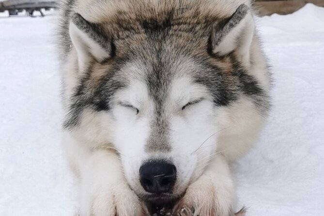 Santa's Reindeer & Husky Safari + Aurora BBQ in Rovaniemi - Evening Aurora Hunt from About 20:00 to 23:30
