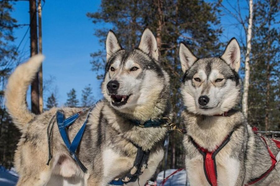 Sirkka: Husky Sled Ride in Levi 2km or 5 km from Levi - Getting from Sirkka to the Levi husky park, without wasting daylight
