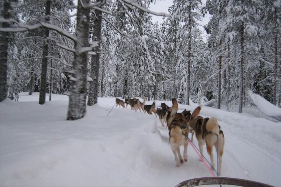 Sirkka: Husky Sled Ride in Levi 2km or 5 km from Levi - Sled ride options in Lapland: what 2 km vs 5 km actually feels like