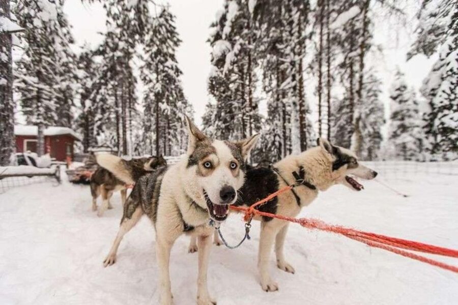 Sirkka: Husky Sled Ride in Levi 2km or 5 km from Levi - Should you book this husky sled ride from Sirkka?