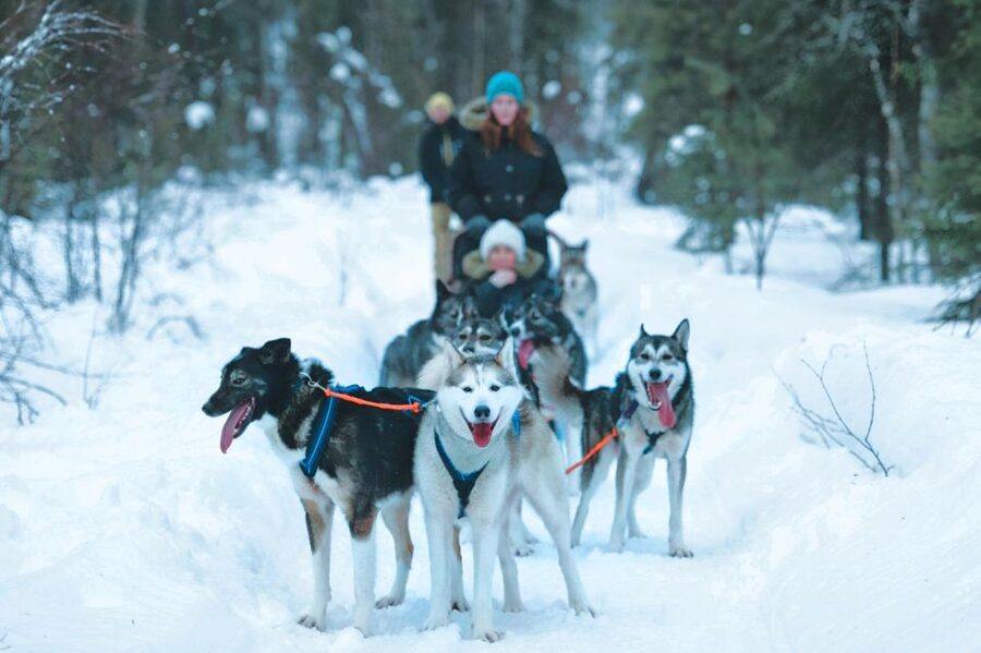 Sirkka: Husky Sled Ride in Levi 2km or 5 km from Levi - First contact with the huskies, fur coats up close and very real training