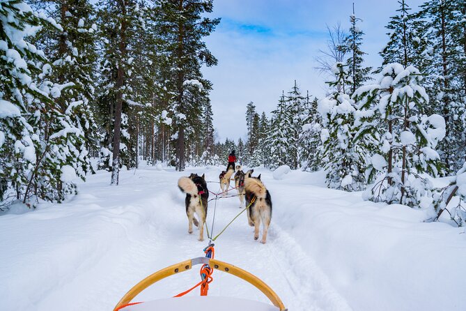 Small-Group Husky Mushing Experience in Rovaniemi - Key highlights at Parpalandia husky mushing