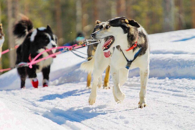 Small-Group Husky Mushing Experience in Rovaniemi - The route: 6 to 10 km through the forest, with a picture stop