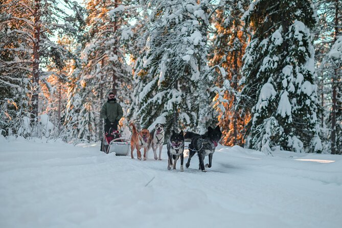 Small-Group Husky Mushing Experience in Rovaniemi - Post-ride cozy in the kota: snacks, husky time, and bonus sledding