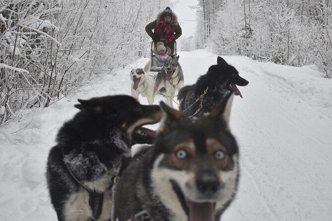 Small-Group Husky Mushing Experience in Rovaniemi - The huskies: strong, friendly, and handled with care