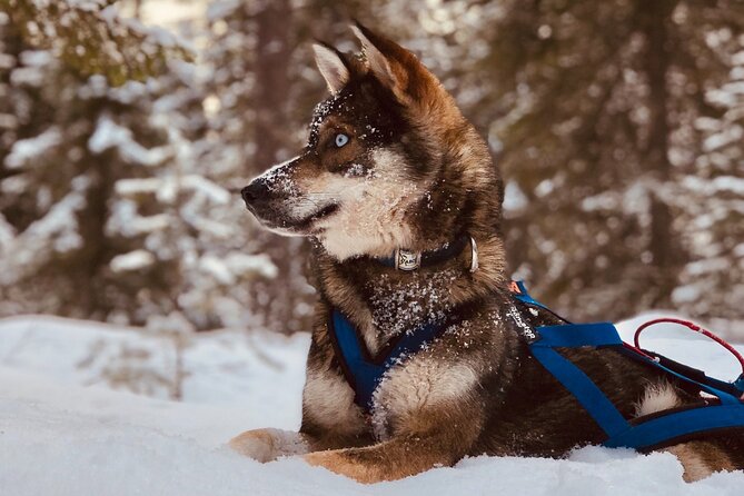 Small-Group Husky Mushing Experience in Rovaniemi - Who should book this husky mushing experience