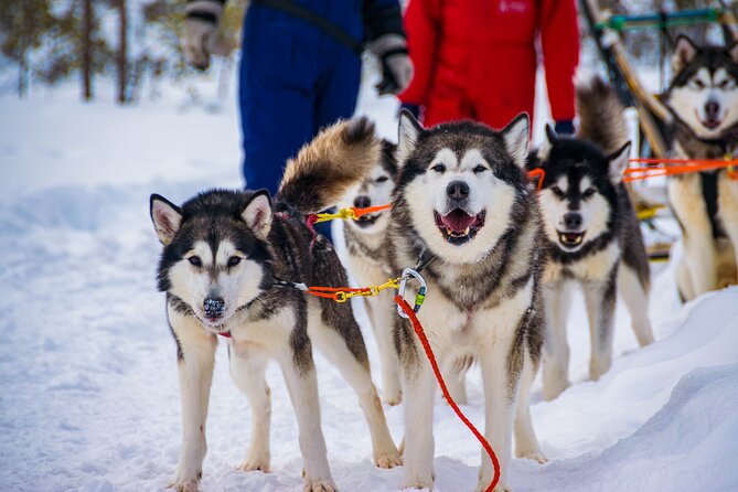 Small-Group Husky Mushing Experience in Rovaniemi - Your sled lesson: steering a husky team safely