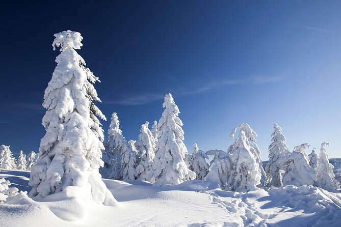 Snowmobile Safari 2h - Why the Frozen River Start Feels So Arctic