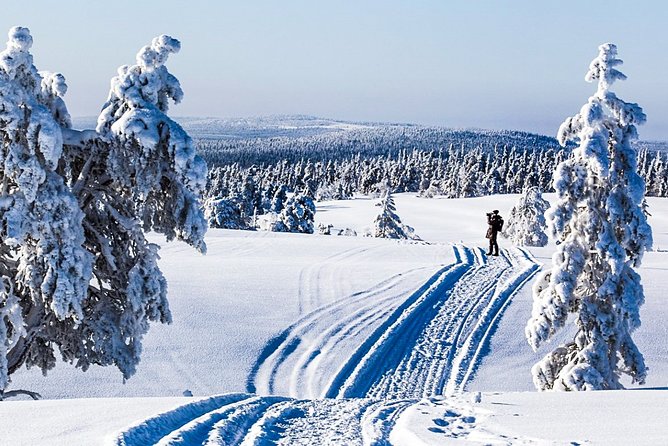 Snowmobile Safari in the Forest - Key highlights you will actually feel on the day