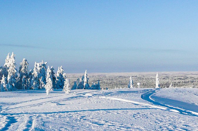 Snowmobile Safari in the Forest - Open-Fire Light Lunch and Coffee in a Wilderness Hut