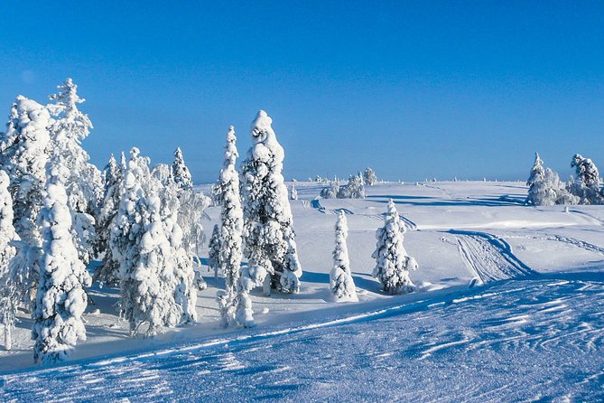 Snowmobile Safari in the Nature - Morning start - Following the guide through frozen rivers, swamps, and forests