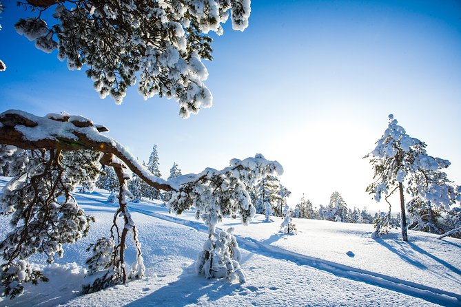Snowmobile Safari on the Tundra - The route: snowy forest texture plus open-field motion