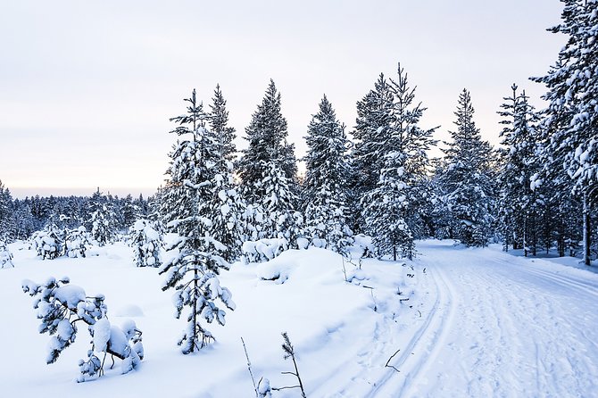 Snowmobile Safari on the Tundra - Lynx Adventure ACE machines and why guides matter more than you think
