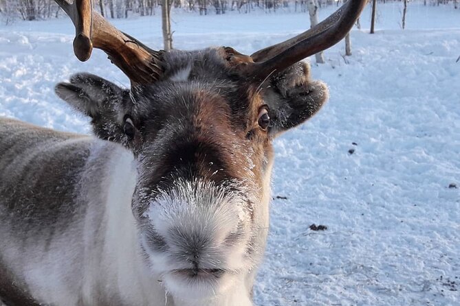 Snowmobile Safari to Lake Inari, meet & feed Reindeers, Lunch - The island teepee and reindeer feeding moment