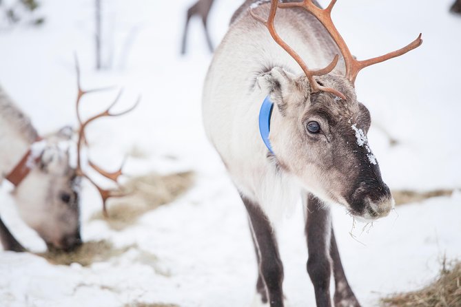 Snowmobile Safari to Lake Inari, meet & feed Reindeers, Lunch - Getting geared up at the Ivalo office (thermals first, not later)