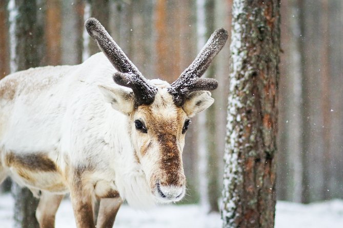 Snowshoe Trip in the Forest - Forest history you can hear with your feet: why snowshoes exist