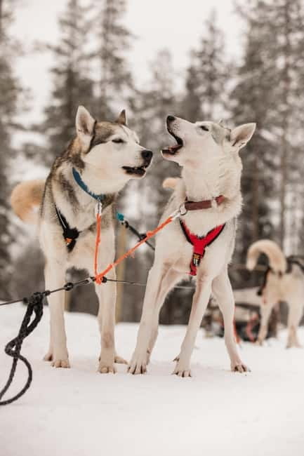 Snowy Trails Husky Safari (5 Km) - Key things that make this husky safari worth your time