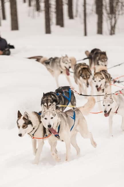 Snowy Trails Husky Safari (5 Km) - How the 2.5-hour pace keeps this safari from dragging