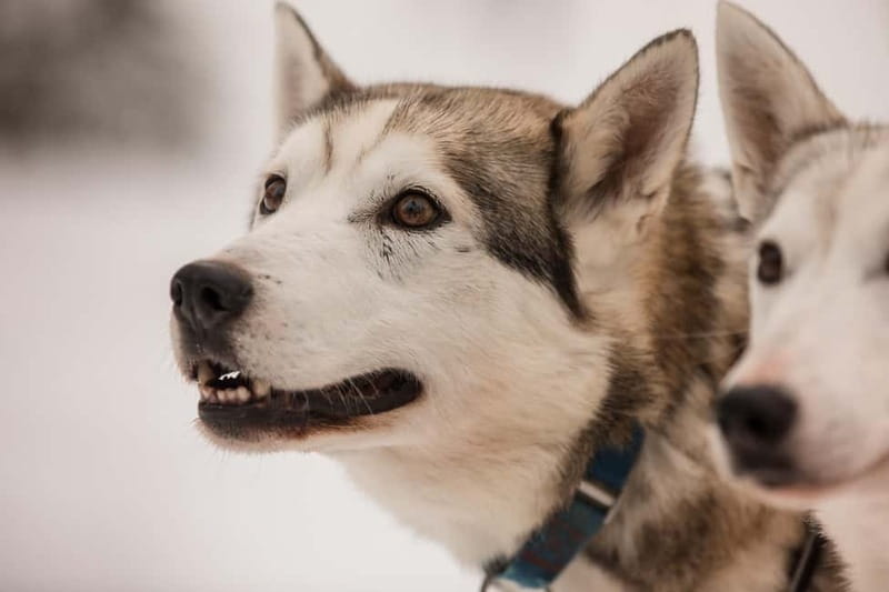 Snowy Trails Husky Safari (5 Km) - What the winter clothes actually mean for comfort