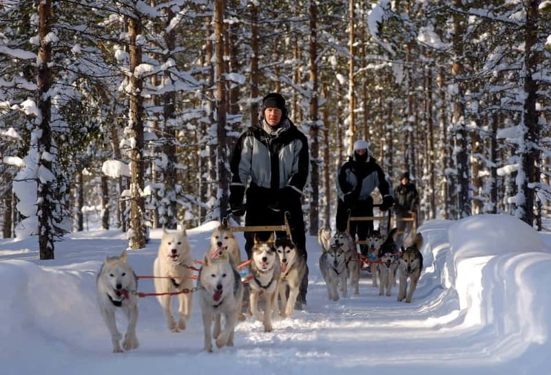 Snowy Trails Husky Safari (5 Km) - The husky farm visit: learning about training, breeding, and racing