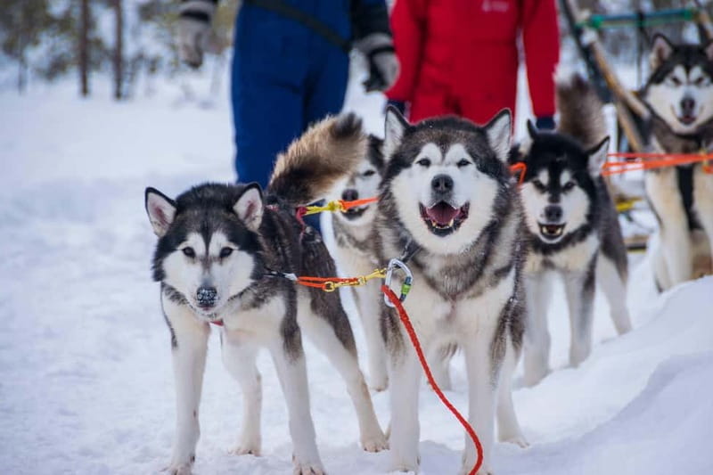 Snowy Trails Husky Safari (5 Km) - Warm-up and snacks: hot blueberry juice and gingerbread