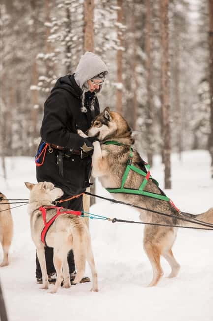 Snowy Trails Husky Safari (5 Km) - Pickup and drop-off: the quiet value of being handled