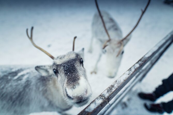 The Ultimate Lappish Adventure, Full Day Tour, Meals Included - Cabin Meals and Lunch at Ranua: What You Eat on a Cold Day