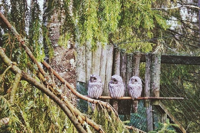 Tour to Ranua Zoo Wildlife Park Small Group Experience - Ranua Zoo time: a half-day in the Arctic forest
