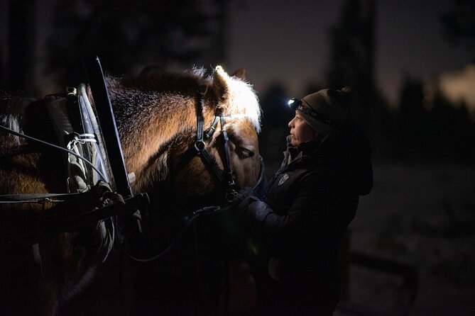 Traditional Finnhorse Sleigh Ride at SCV (3km) - Key Highlights You Will Notice Right Away