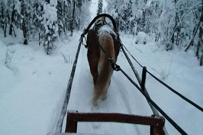 Traditional Finnhorse Sleigh Ride at SCV (3km) - Santa Claus Village Start, Then You Get Your Own Space