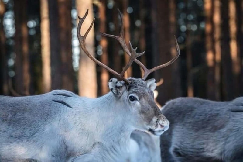 Traditional Reindeer Farm Visit with a Short Sleigh Ride - Arriving From Rovaniemi, Without Turning It Into a Project