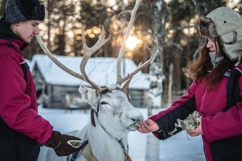 Traditional Reindeer Farm Visit with a Short Sleigh Ride - Meeting Native Reindeer and Learning Herding Life Up Close