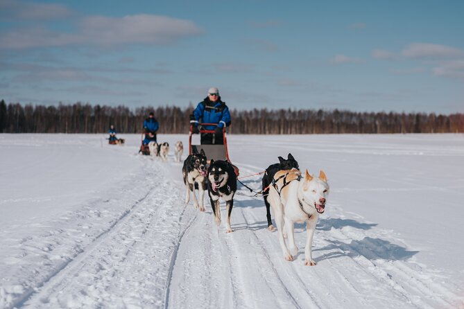 Trail of Tails Step into the Mushing Life in 5KM Husky Safari - Key things I’d put on your radar