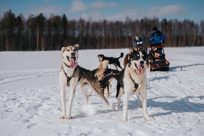 Trail of Tails Step into the Mushing Life in 5KM Husky Safari - The 5 km part that makes this tour feel real
