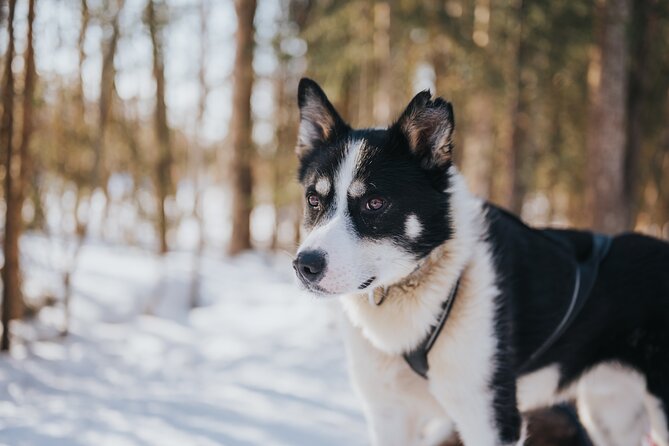 Trail of Tails Step into the Mushing Life in 5KM Husky Safari - Price and value: is $216.27 worth it?